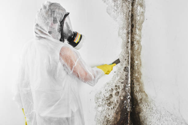 Best Residential Mold Removal  in Staples, CT