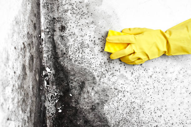 Best Crawl Space Mold Removal  in Staples, CT