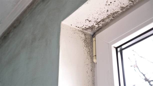 Best Mold Testing  in Staples, CT