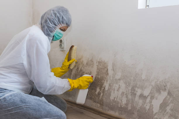 Best Mold Removal and Inspection  in Staples, CT