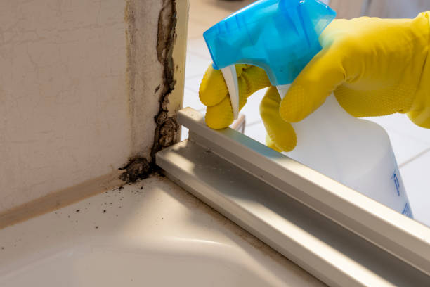 Best Emergency Mold Removal  in Staples, CT
