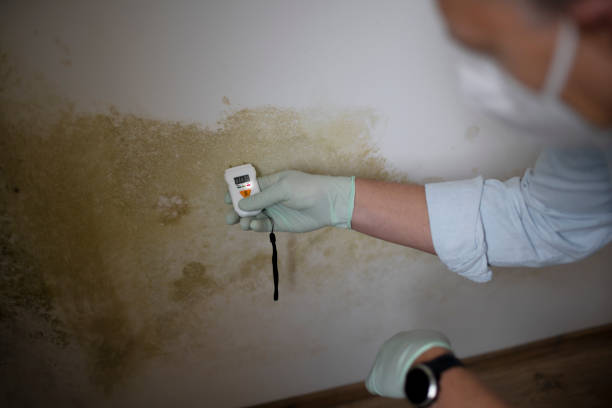 Certified Mold Removal in Staples, CT