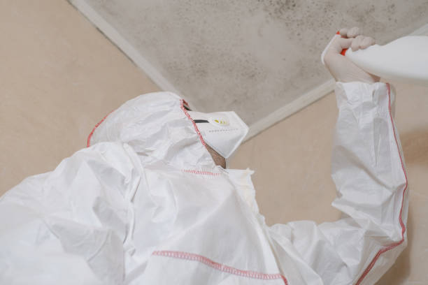 Home Mold Removal in Staples, CT