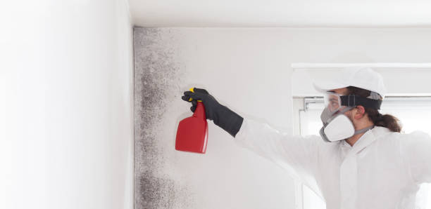 Best Fast Mold Removal  in Staples, CT