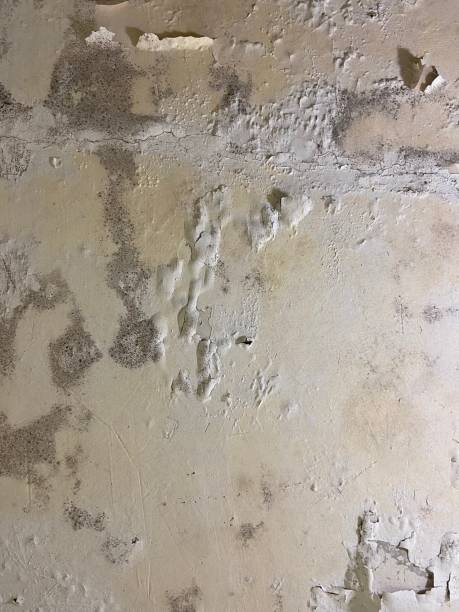 Trusted Staples, CT Mold Removal Experts
