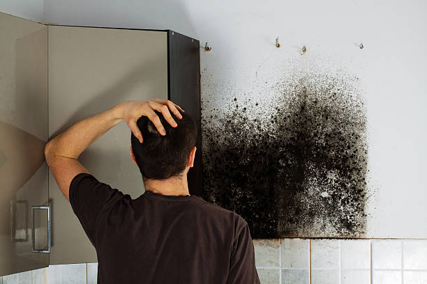 Best Same-Day Mold Removal  in Staples, CT