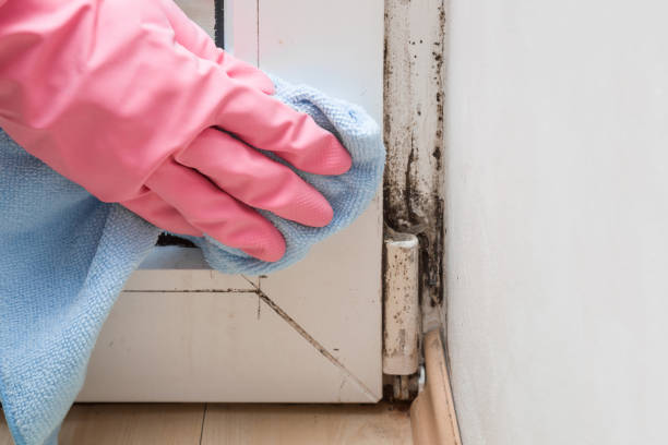 Best Certified Mold Removal  in Staples, CT