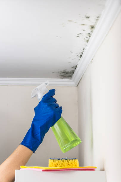 Best Mold Testing  in Staples, CT