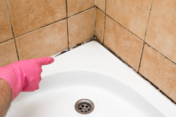 Best Mold Cleaning Services  in Staples, CT