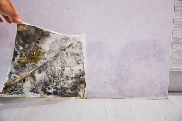 Best Mold Removal Specialists  in Staples, CT